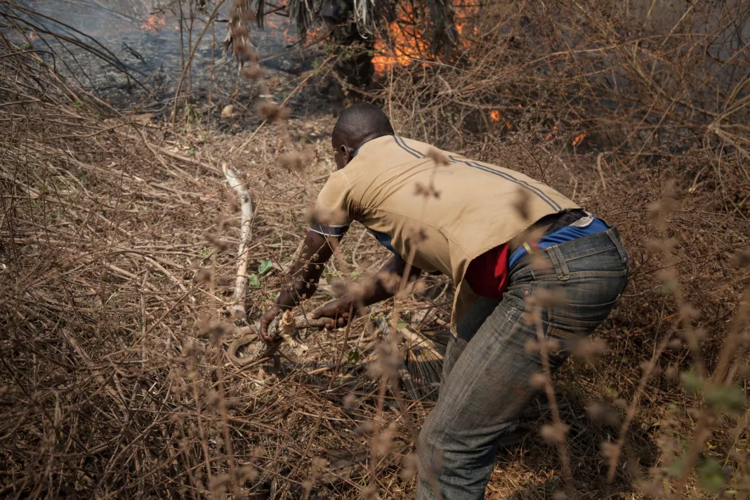 Muž se snaží chytit hada, Středoafrická republika, 2017. Foto: Alexis Huguet
